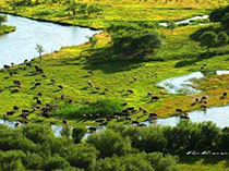 木伦湖风景