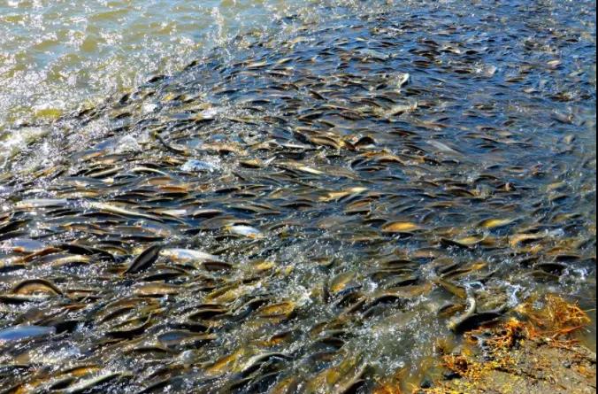 达里湖华子鱼 达里湖华子鱼